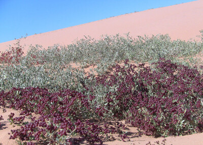 ★白刺属(Nitraria L.)属于蒺藜科(Zygophyllaceae),分布于荒漠沙丘和盐碱地，耐盐碱耐干旱，是防风固沙,改良盐碱地的优良植物，全世界共有12 种,我国有8种,包括唐古特白刺、西伯利亚白刺、盐生白刺等.锁阳寄生于白刺…