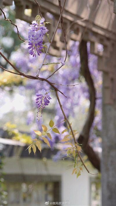 春花·紫藤蔓蔓（摄于南京玄武湖公园）
摄影@微风吹淡的蓝
#遇见美好时光##你好春天##2020，我的春天##我家的春天##随手拍春天##最南京，全民拍##遇见春光##随手拍最美春天##随手拍# ​​