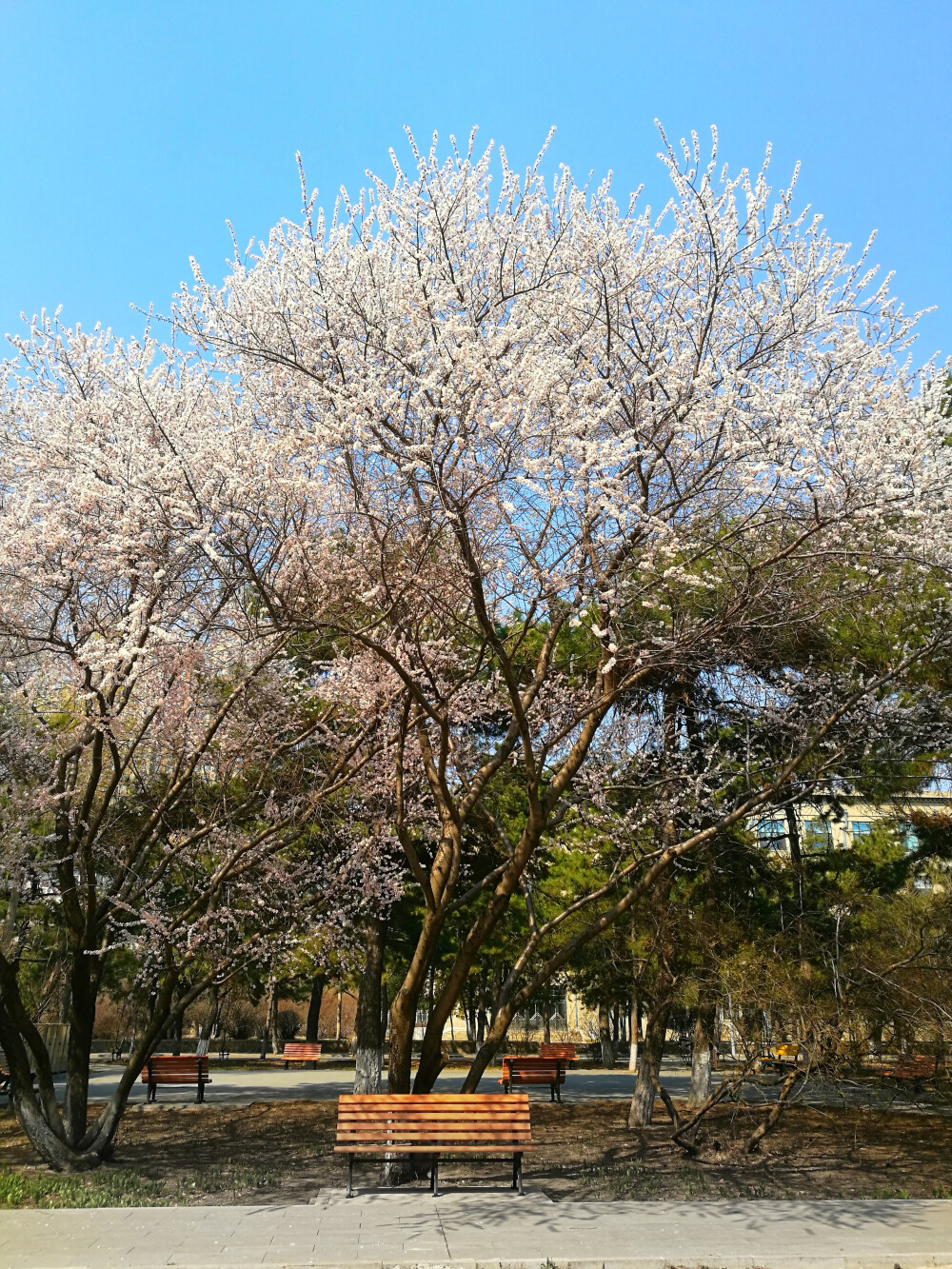 花已开人未归