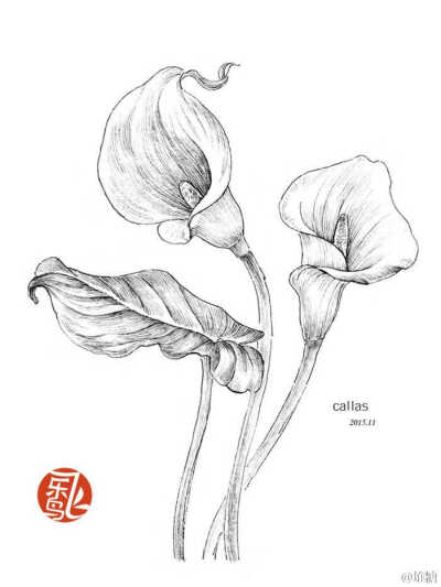 黑白，线稿，植物花卉，花纹