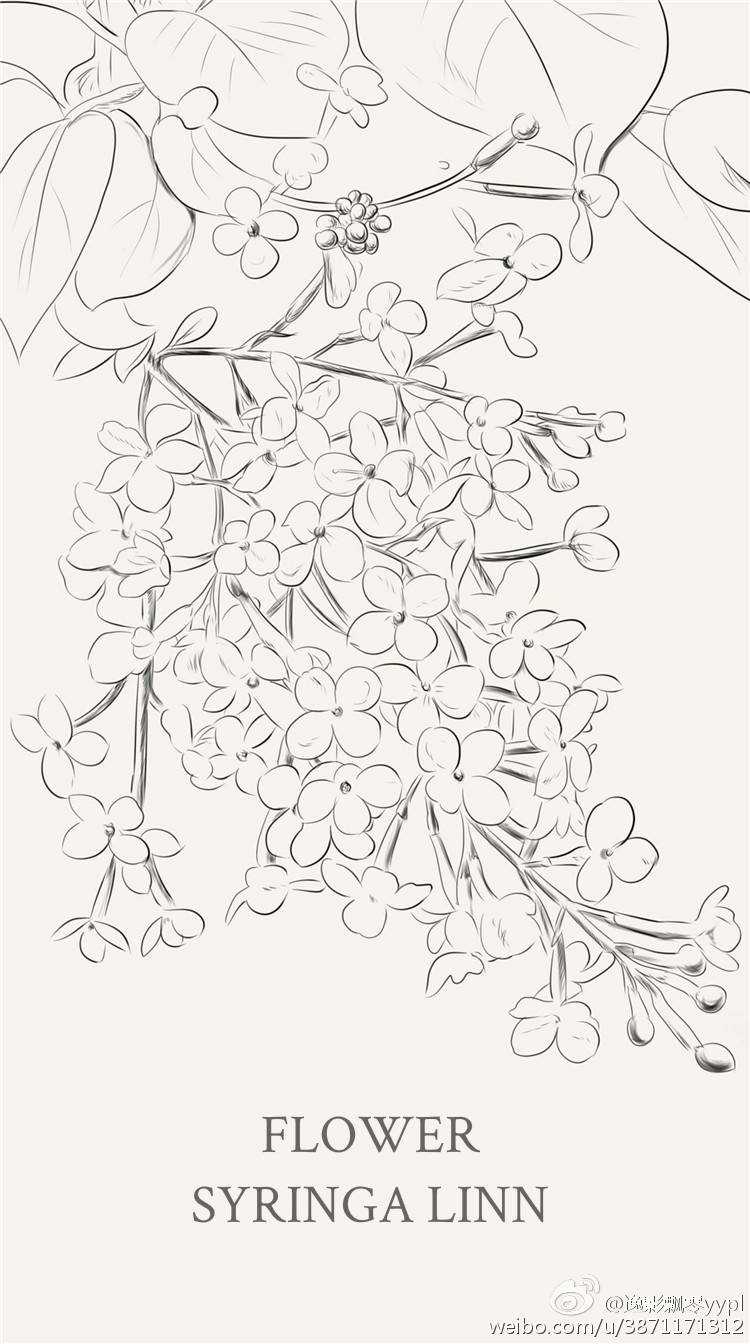 植物花卉，黑白，线稿