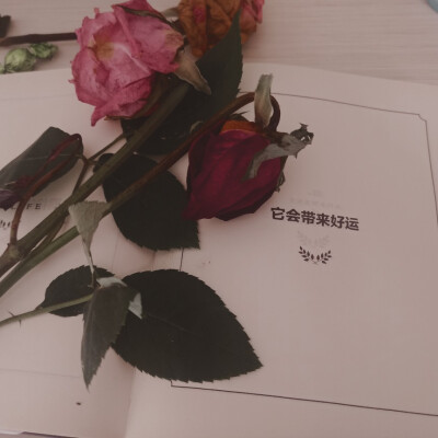 花店不开了，花会枯萎