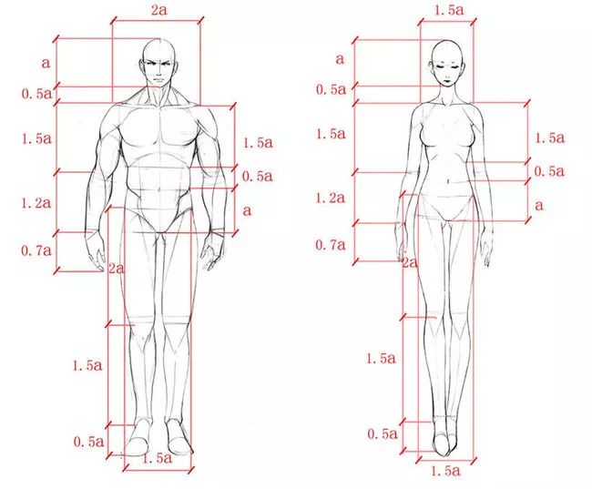 分享一套关于人体比例的教程素材，画不准人体的小伙伴还不赶紧过来看看，带你了解人体的基础比例结构，让你的绘画更有套路，不再害怕画崩你喜爱的角色，赶紧握起手中的笔现在开始画吧！名动漫·赛高学画，绘画教程请点击：www.saigo.vip，就是得让绘画爱好者从零开始，实现自己的创作愿望。