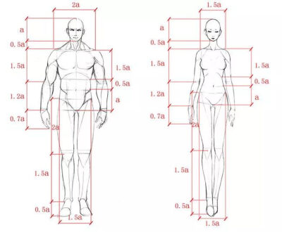 分享一套关于人体比例的教程素材，画不准人体的小伙伴还不赶紧过来看看，带你了解人体的基础比例结构，让你的绘画更有套路，不再害怕画崩你喜爱的角色，赶紧握起手中的笔现在开始画吧！名动漫·赛高学画，绘画教程请…