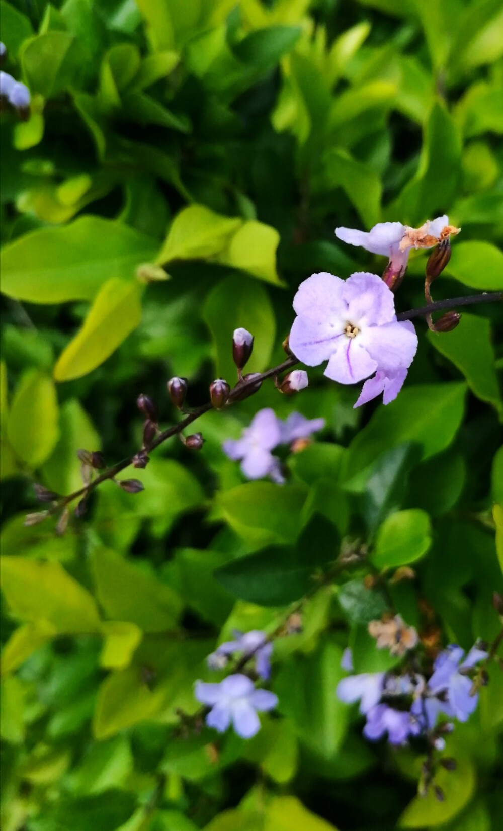 花花～
淡紫色的假连翘，美美哒～