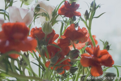 热烈且自由
cr@孤岛少女与深海鲸
＃花朝节＃＃三八妇女节＃