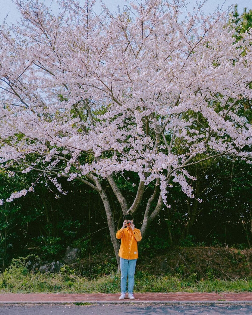 春天有樱花味的天空
以及一勺浓郁的風♡