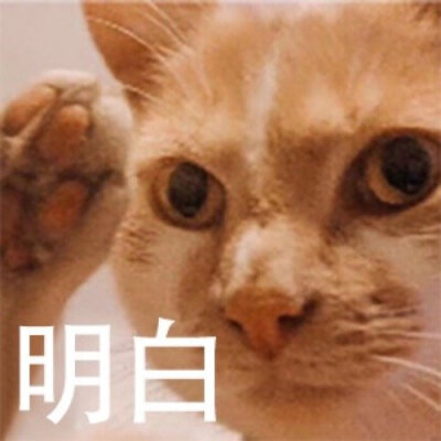 猫表情包