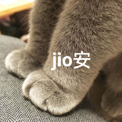 猫表情包