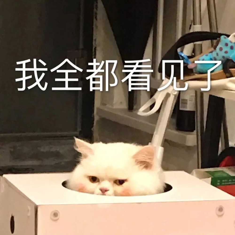 猫表情包