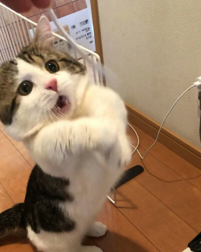 猫表情包