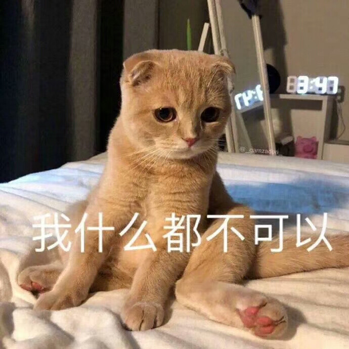 猫表情包