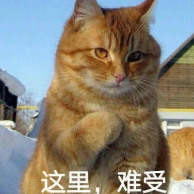 猫表情包