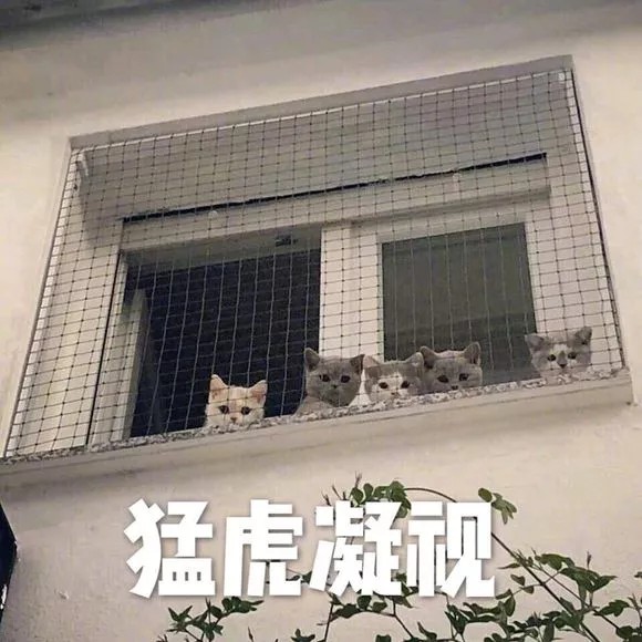 猫表情包