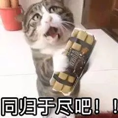 猫表情包