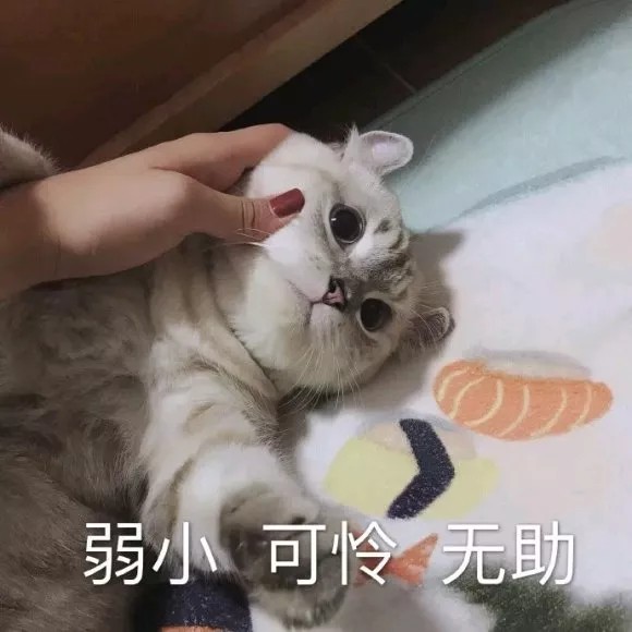 猫表情包