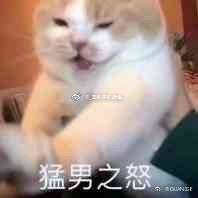 猫表情包