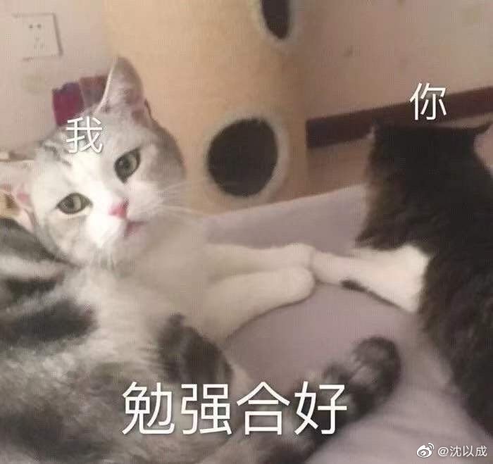 猫表情包