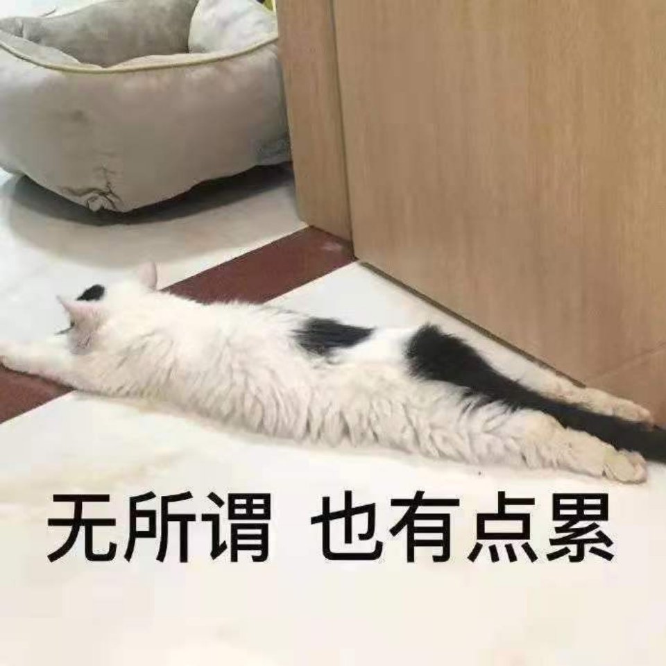 猫表情包