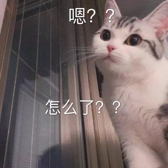 猫表情包