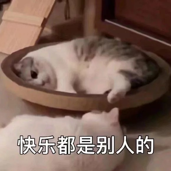 猫表情包