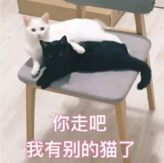 猫表情包