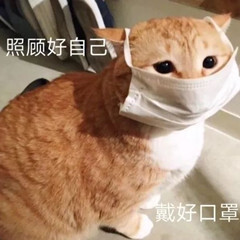 猫表情包