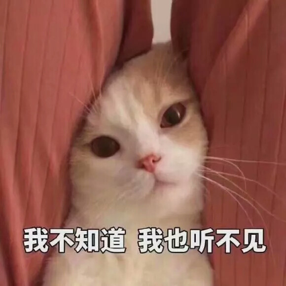 猫表情包