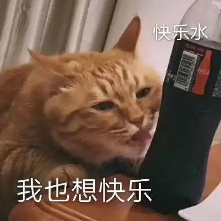 猫表情包