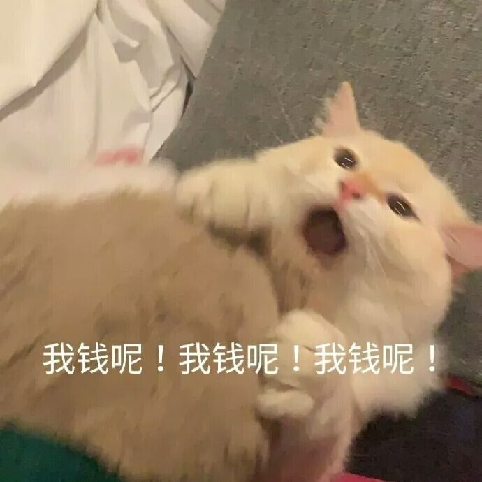 猫表情包