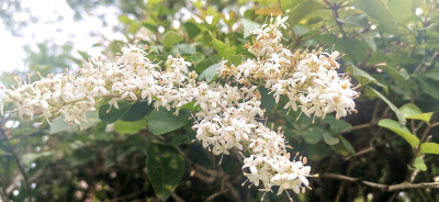 吉安视觉 :小蜡花开 洁白如雪 气味芬芳