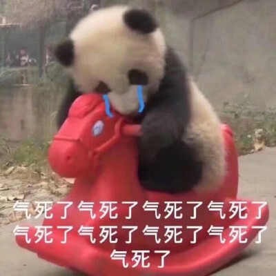 小熊猫，气死了