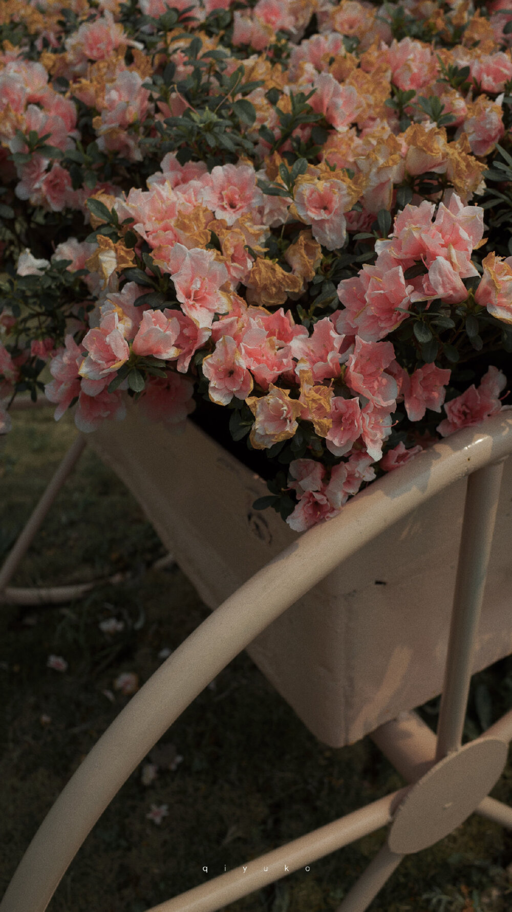 风景壁纸，花，手机壁纸