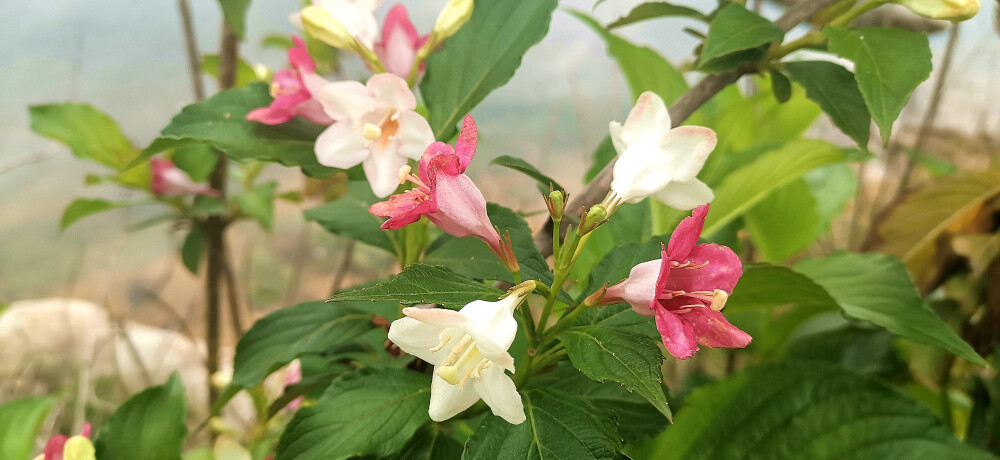 吉安视觉:绚烂美丽锦带花 流光溢彩傲枝头