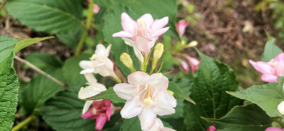 吉安视觉:绚烂美丽锦带花 流光溢彩傲枝头