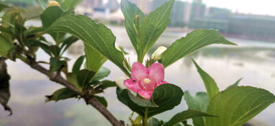 吉安视觉:绚烂美丽锦带花 流光溢彩傲枝头