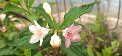 吉安视觉:绚烂美丽锦带花 流光溢彩傲枝头