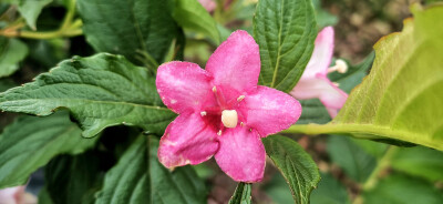 吉安视觉:绚烂美丽锦带花 流光溢彩傲枝头