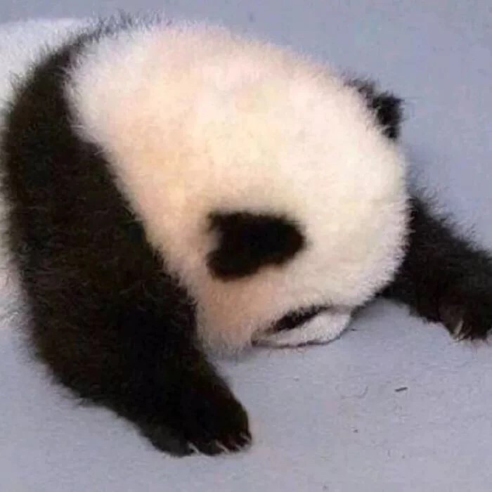 沙雕可爱头像‖