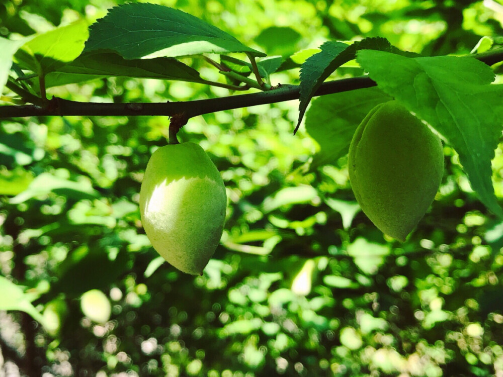 两小时 止止庵 春游记……
捡了一只脏兮兮的‘ 土 肥 圆 ’