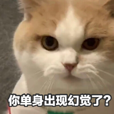 鸡腿猫咪表情包