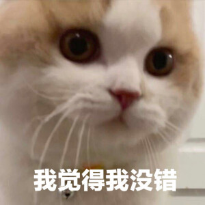 鸡腿猫咪表情包