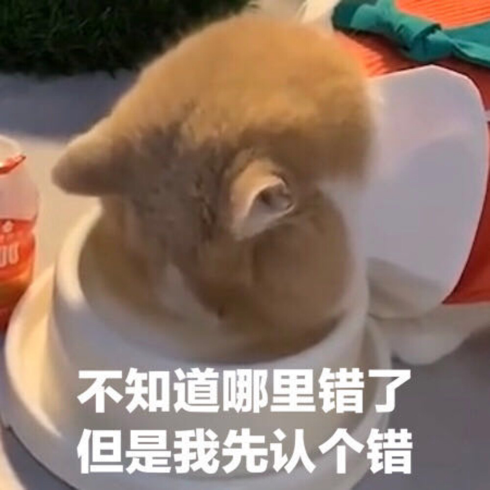 鸡腿猫咪表情包