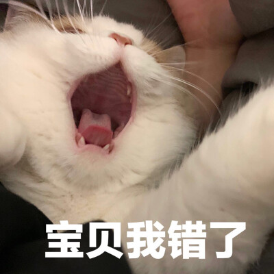 鸡腿猫咪表情包