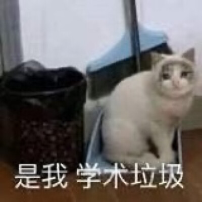 猫表情包