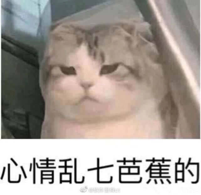 猫猫头