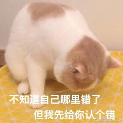 猫猫头