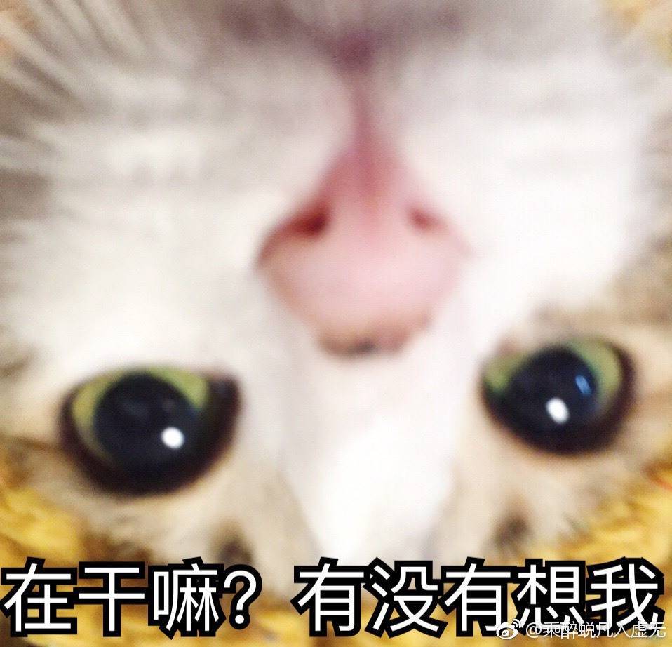 猫猫头