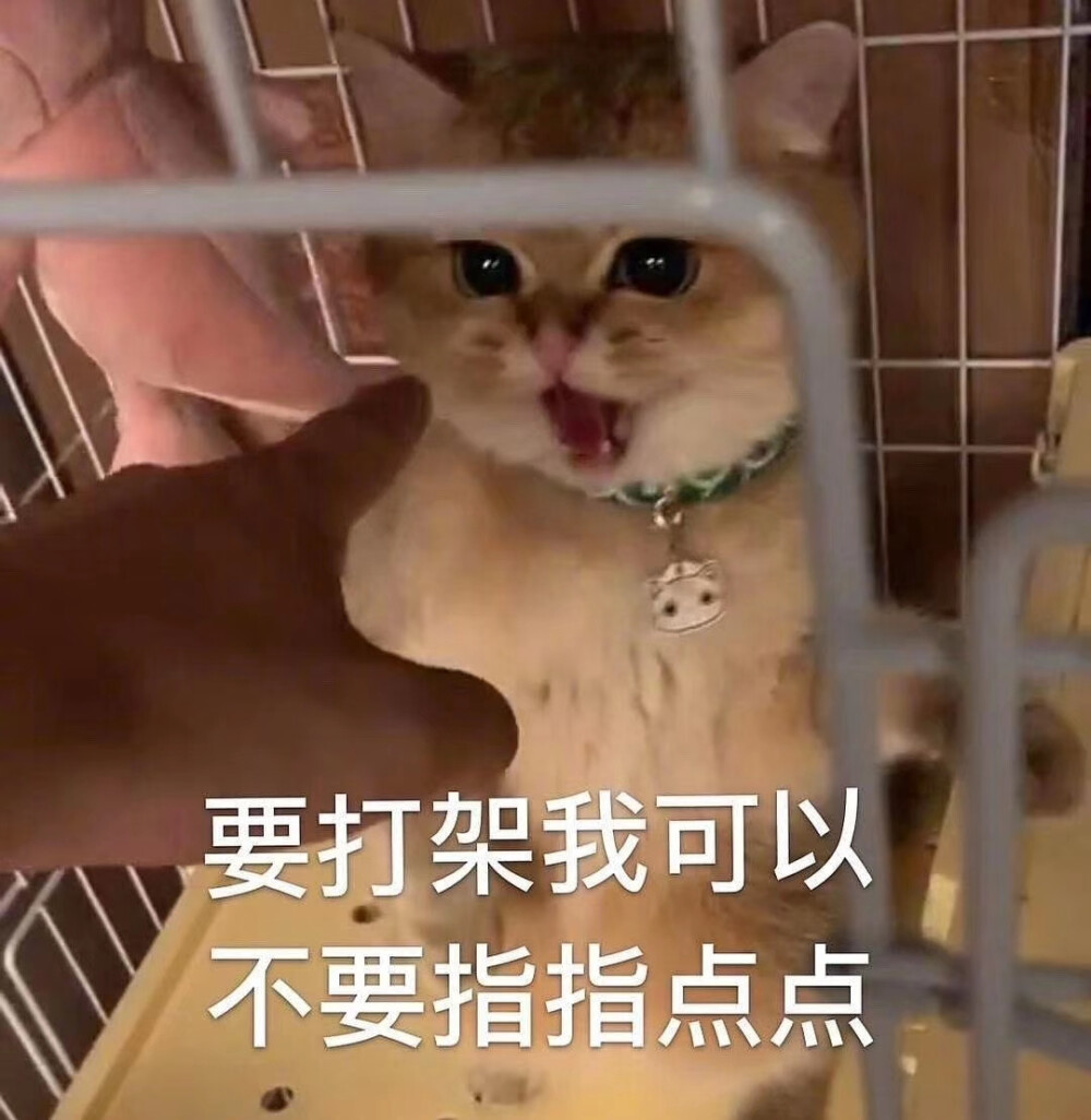 猫猫头