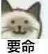 猫猫头